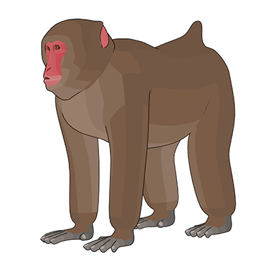 Monkey | CLIP STUDIO PAINT | CLIP STUDIO.NET