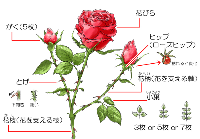 薔薇(バラ)の描き方-誰でも簡単に描ける手順を解説- | イラスト