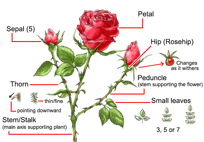 15 Easy Rose Drawing Ideas
