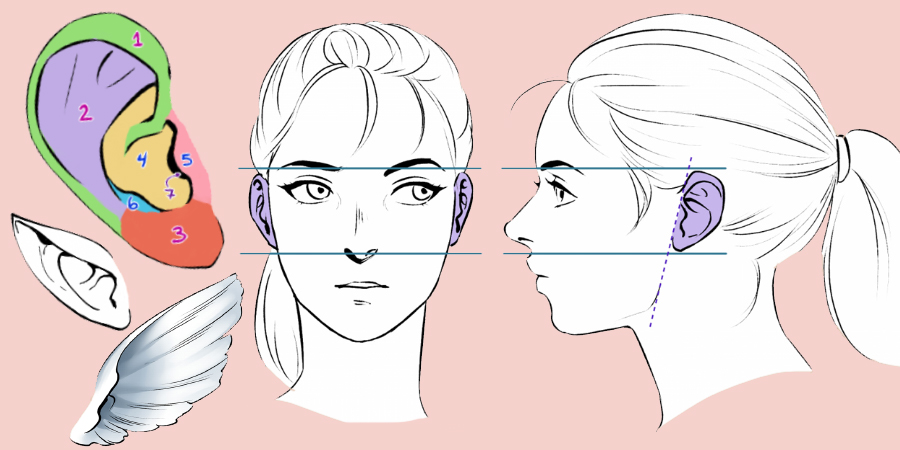 How To Draw Anime Ears, Draw Manga Ears, Step by Step, Drawing Guide, by  Dawn - DragoArt