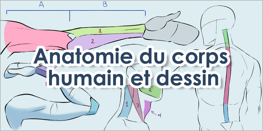 Anatomie du corps humain et dessin