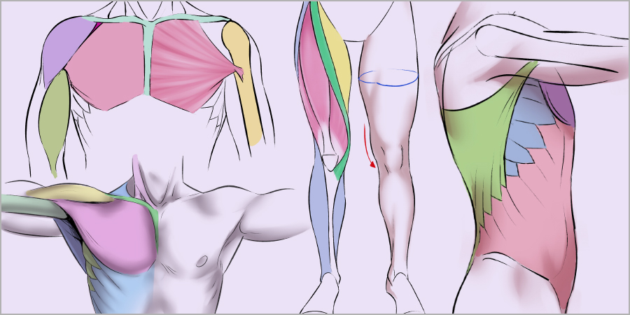 Anatomía artística 2 : cómo dibujar el