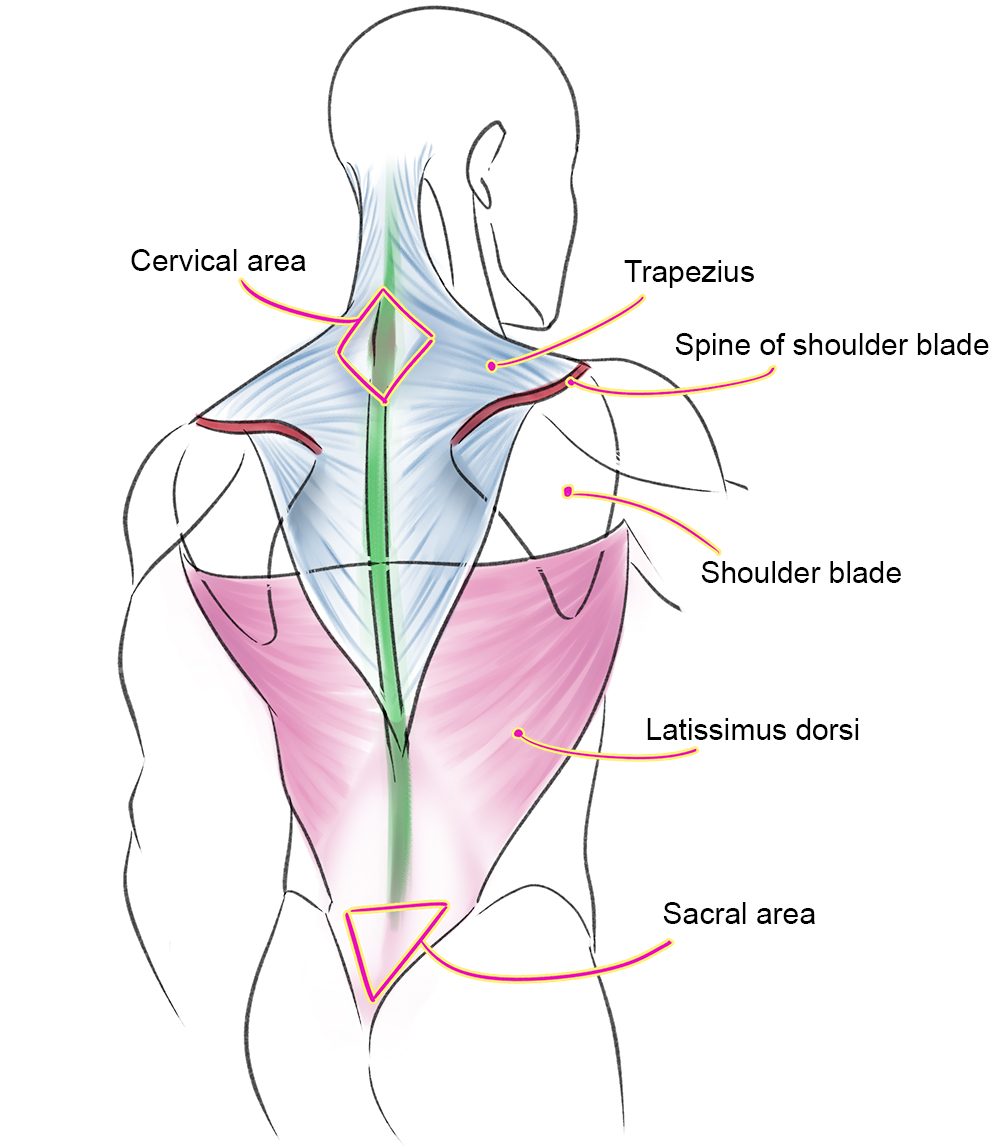 Lower Body Muscles, Upper Body Muscles, Skeleton Lower Body