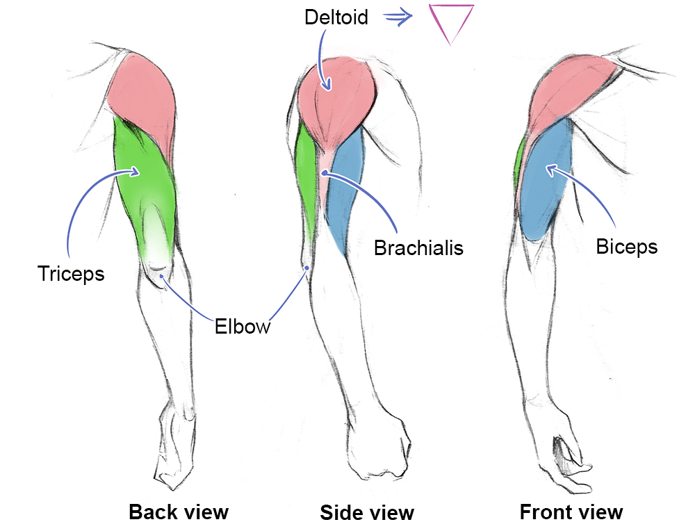 leg muscles diagram side view