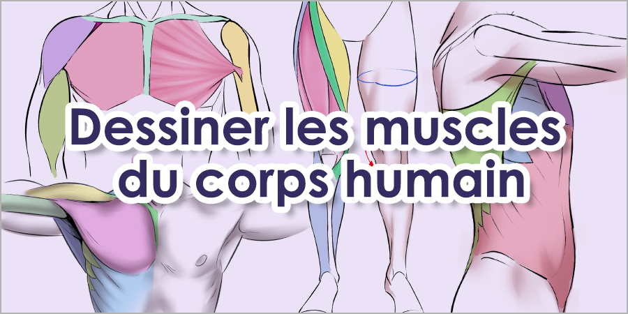 Anatomie des muscles du corps humain