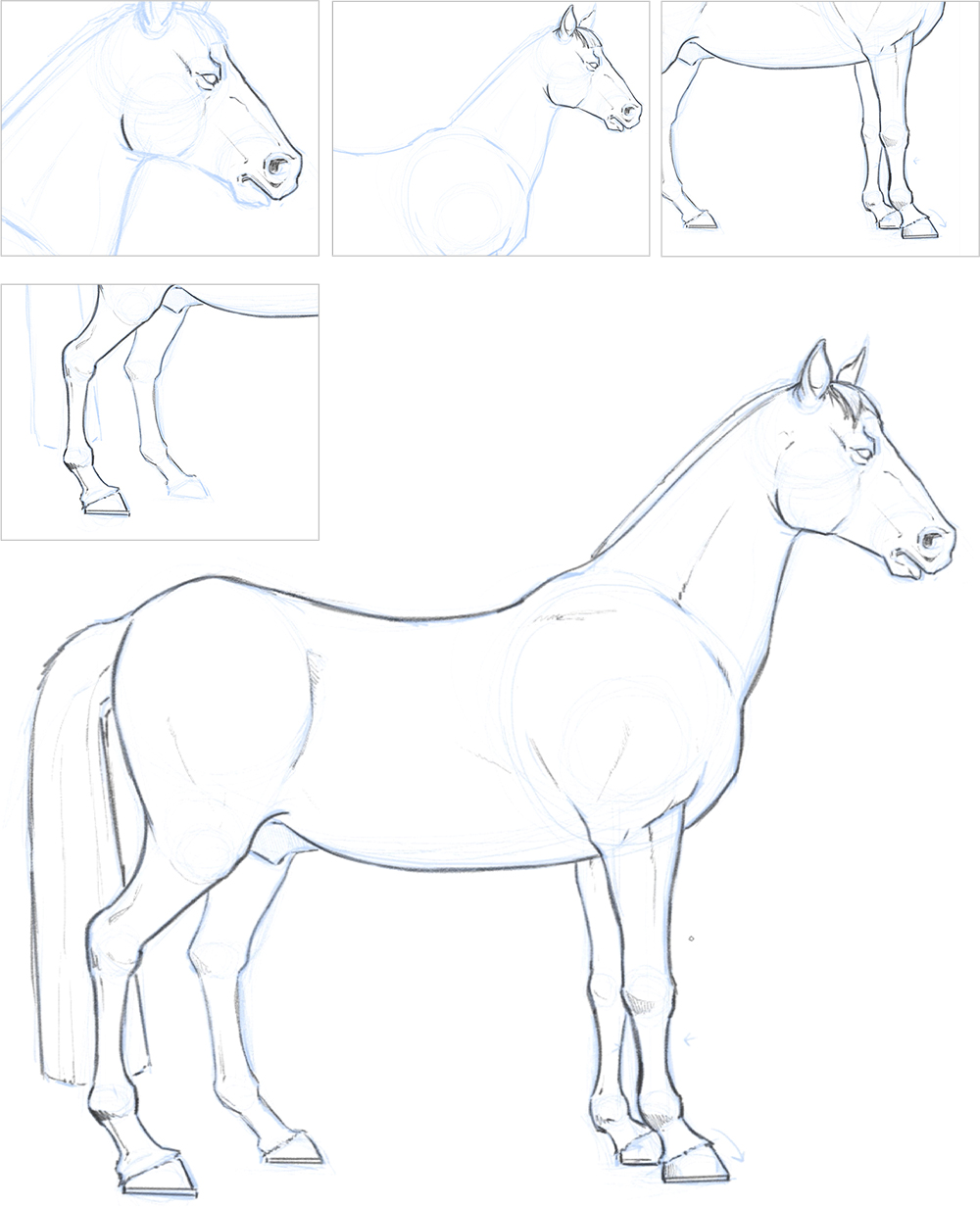 Realistic Horse Drawings