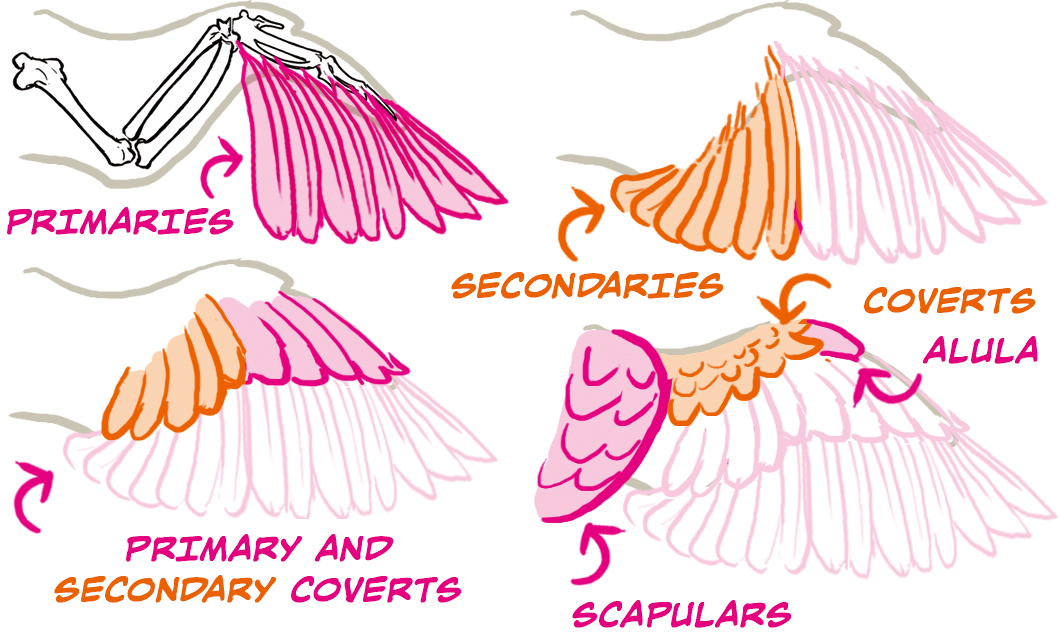 Folded Bird Wing Anatomy
