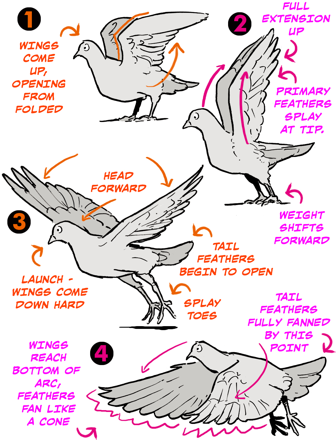 How To Draw A Bird Wing, Step by Step, Drawing Guide, by phoenixcelestius -  DragoArt
