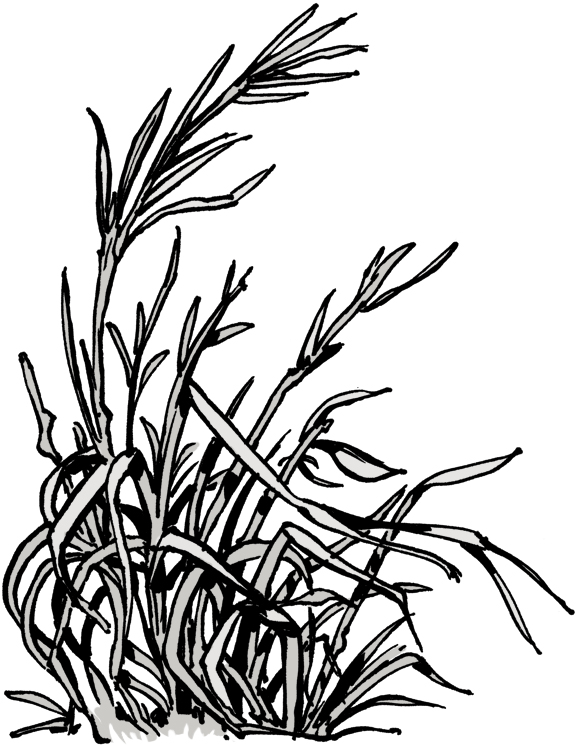 how to draw grass