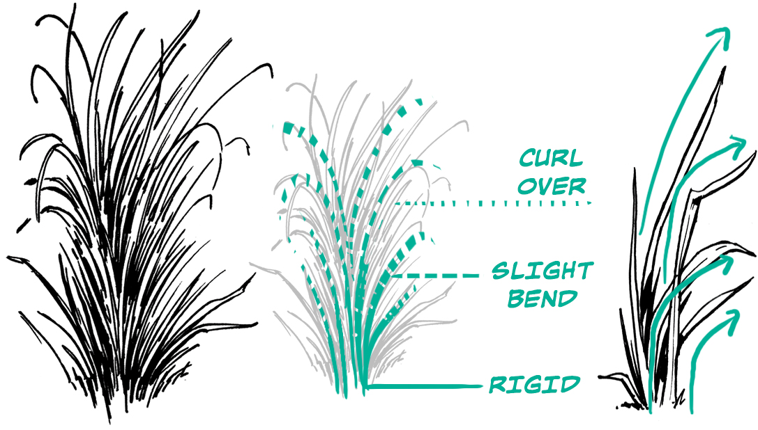 how to draw grass