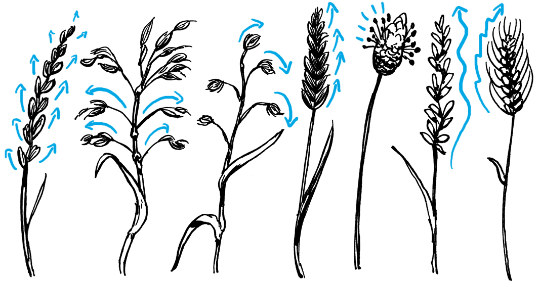 how to draw grass and seeds