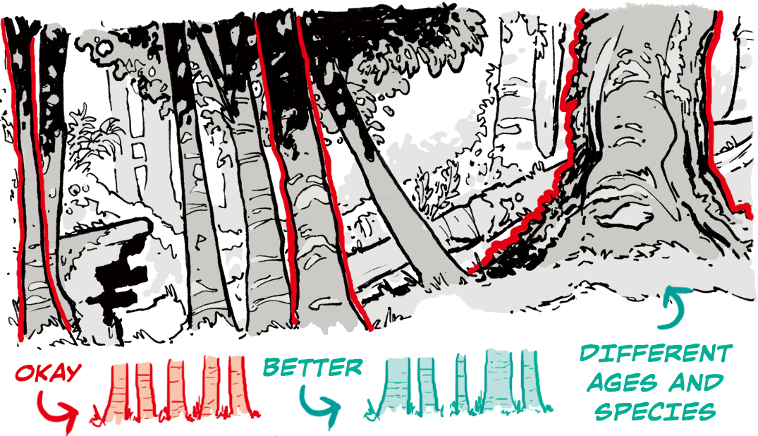 how to draw forests