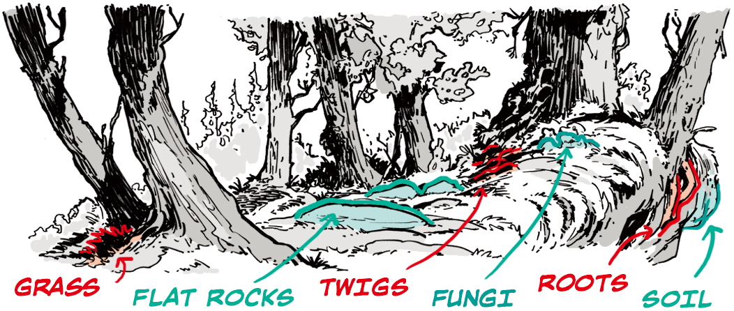 how to draw forests