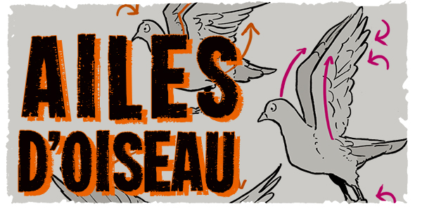 Dessin De L'aile De L'oiseau Avec Les Plumes Détaillées Sur Le