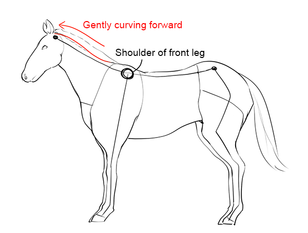 The body structure of a unicorn
Gently curving forward
Shoulder of front leg