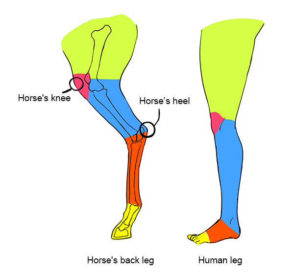 Horse's knee
Horse’s heel
Horse's back leg
Human leg